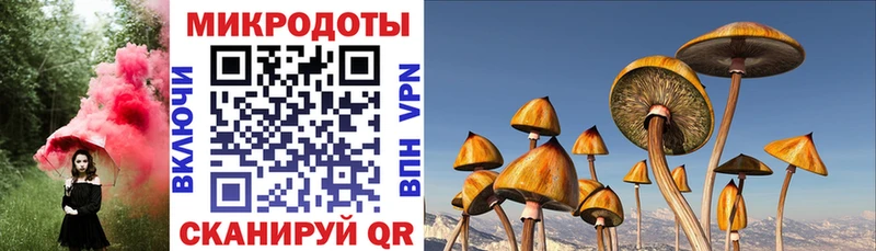 Псилоцибиновые грибы Cubensis  где купить   Тайшет 